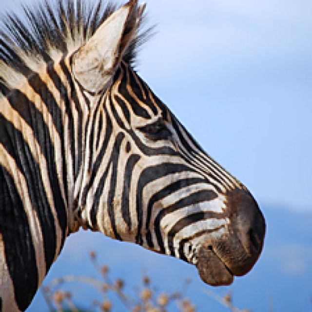 Pilanesberg: zorgeloos zebra's spotten