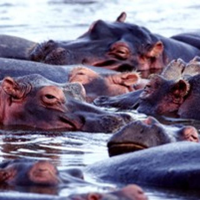 Hluhluwe nijlpaarden bootsafari