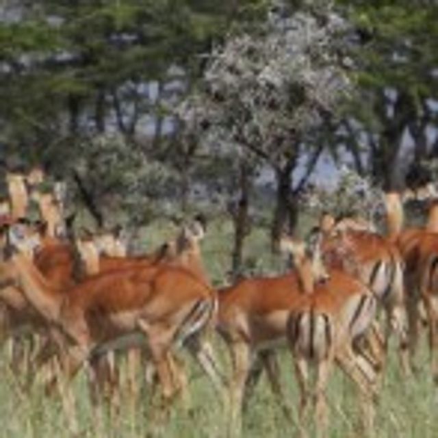 Rondreis Kenia; Migratie in de Masai Mara (9 dagen) - Van Verre