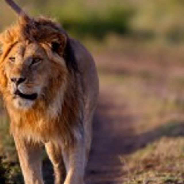Rondreis Zuid-Afrika; Safari Krugerpark en Zululand (11 dagen) - Van Verre